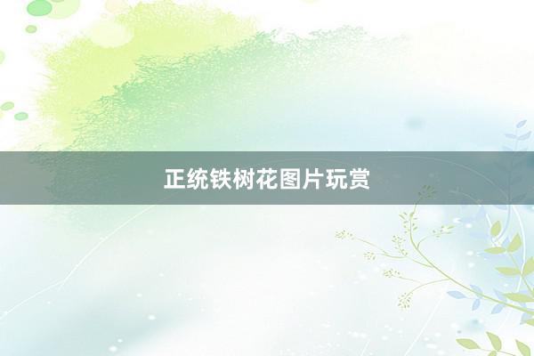 正统铁树花图片玩赏